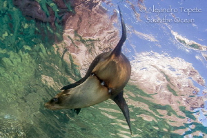 Sea lion with numbered days by Alejandro Topete 